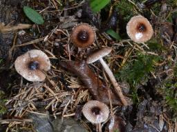 Lepiota echinella