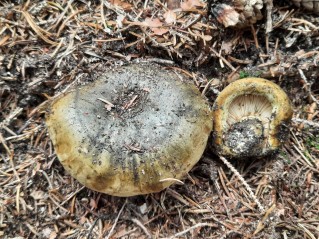 Lactarius turpis