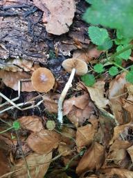 Conocybe aporos