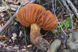 Cortinarius orellanus