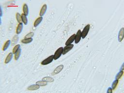 Nemania diffusa