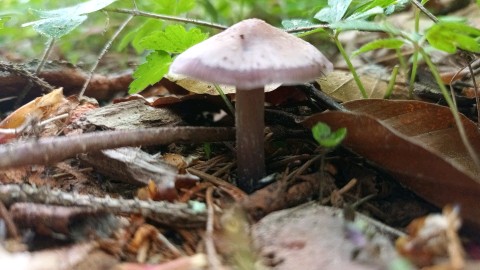 Mycena pura