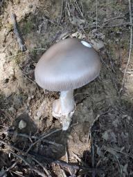 Amanita amplivelata