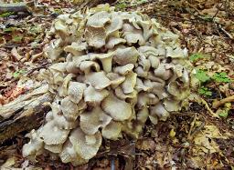 Polyporus umbellatus