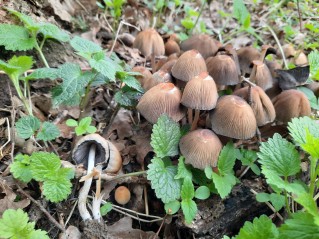 Coprinellus micaceus