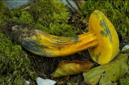 Suillellus luridus