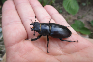 Lucanus cervus