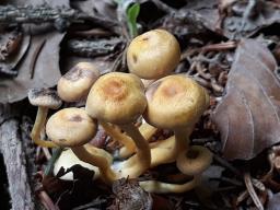 Hypholoma fasciculare