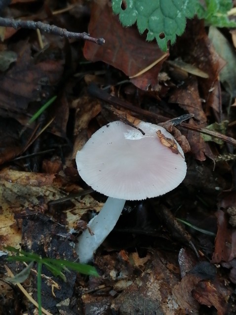 Mycena rosea