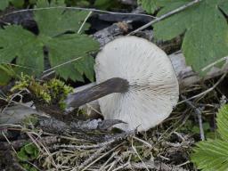 Melanoleuca melaleuca