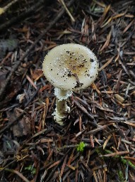 Amanita pantherina