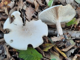 Infundibulicybe geotropa