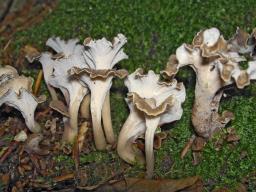 Craterellus undulatus