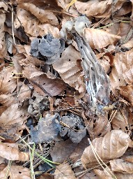 Helvella lacunosa
