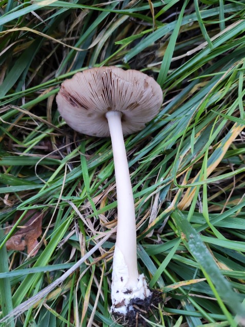 Volvopluteus gloiocephalus