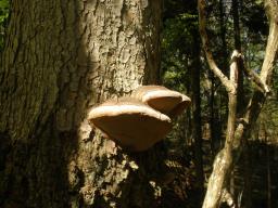 Phellinus hartigii