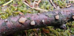 Platygloea disciformis