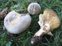 Lactarius pyrogalus