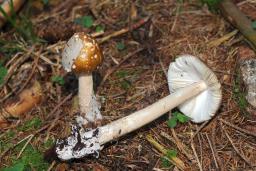Amanita submembranacea
