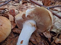 Thaxterogaster turmalis