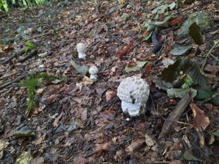 Amanita strobiliformis