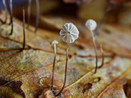 Marasmius bulliardii