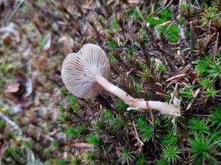 Rhizocybe pruinosa