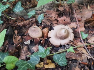 Geastrum fimbriatum