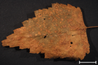 Melampsoridium betulinum