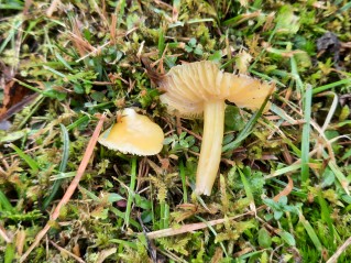 Hygrocybe chlorophana