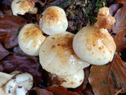 Pholiota elegans