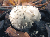 Amanita echinocephala