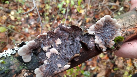 Auricularia mesenterica