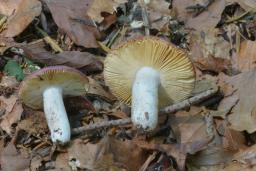 Russula turci