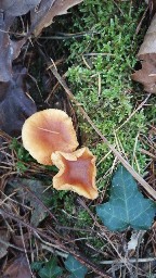 Pholiota astragalina