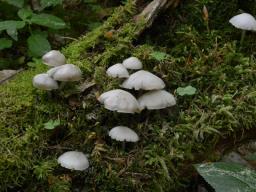 Mycena niveipes