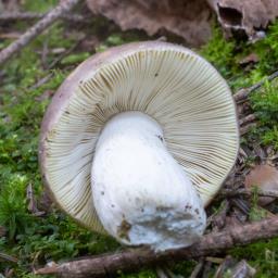 Russula integra