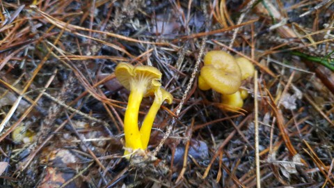 Craterellus tubaeformis