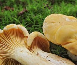 Cantharellus cibarius