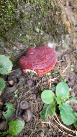 Ganoderma lucidum