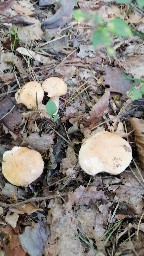 Suillus bovinus