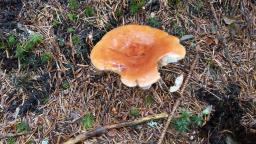 Lactarius aurantiacus