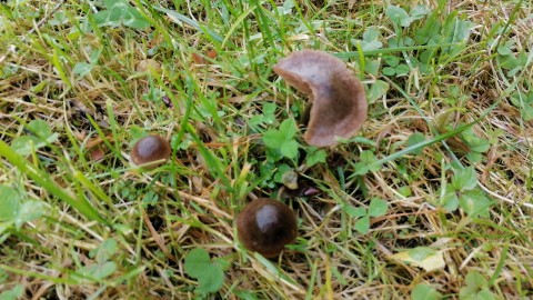 Entoloma sericeum