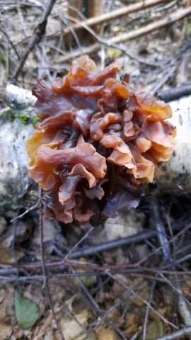 Phaeotremella frondosa