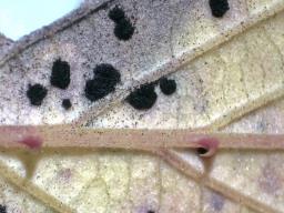 Phragmidium violaceum