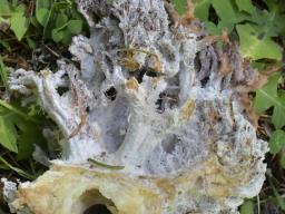 Mycogone calospora