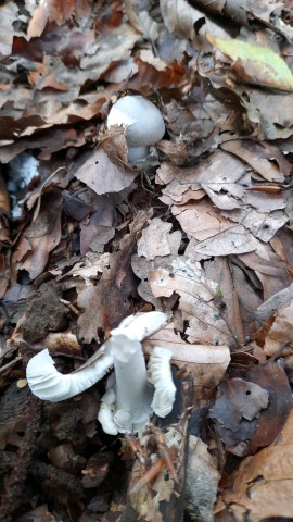 Amanita vaginata