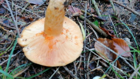 Lactarius salmonicolor