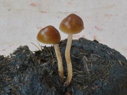 Psilocybe subcoprophila