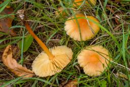 Marasmius oreades